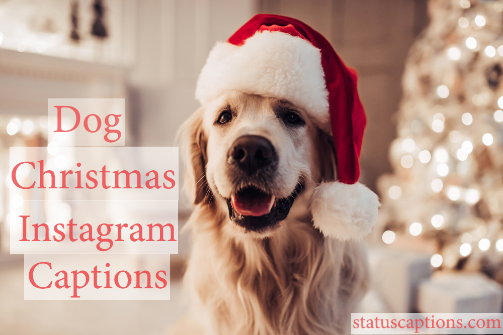 Christmas dog captions