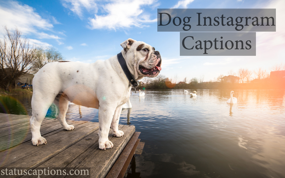 Dog Instagram Captions : Instagram Captions & Qoutes
