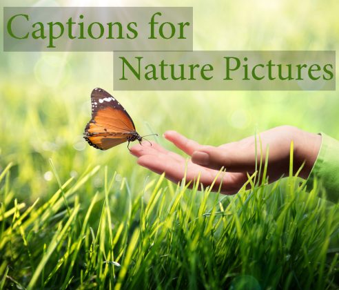 75+ Nature Captions for Instagram Traveler, Nature Lovers Photos