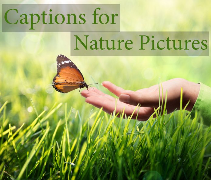 Nature Captions for Instagram | StatusCaptions.com: Instagram Captions