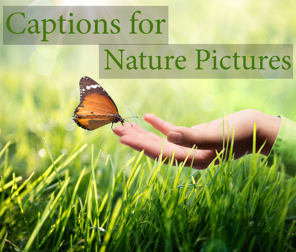 filter thespian Intuition 75+ Nature Captions for Instagram Traveler, Nature Lovers Photos