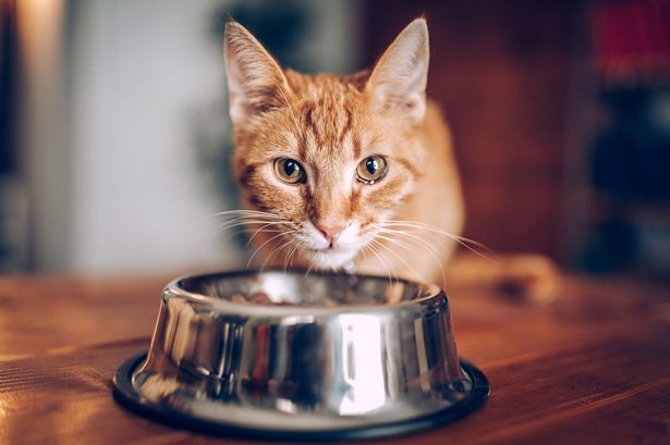 What cat food was killing cats?